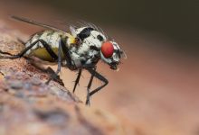 Фото - Как избавиться от мух в доме: 9 проверенных методов в борьбе с мухами